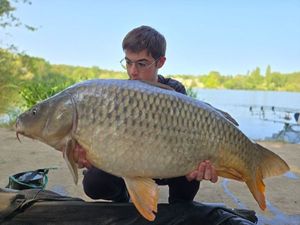 Common Carp