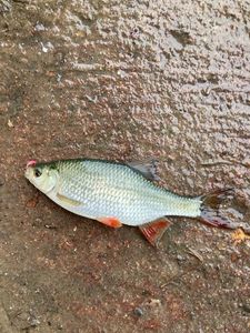 Roach