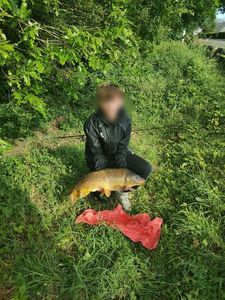 Common Carp
