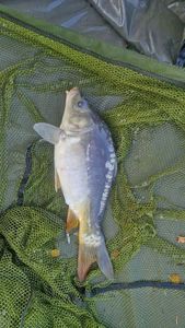 Mirror Carp