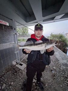Zander
