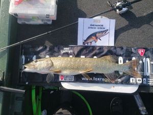 Northern Pike