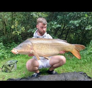 Common Carp