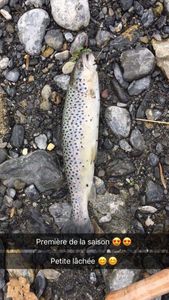 Rainbow Trout