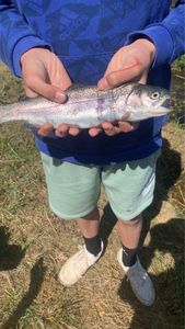 Rainbow Trout