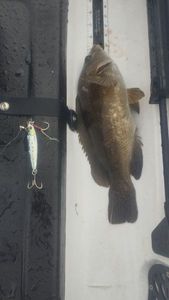 Ballan Wrasse