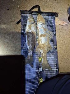 European Bass (Seabass)