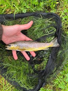 Brown Trout