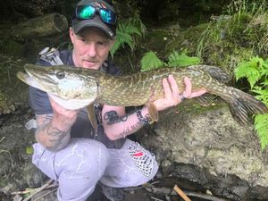Northern Pike