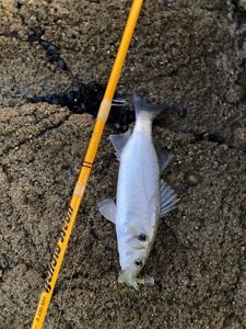 European Bass (Seabass)