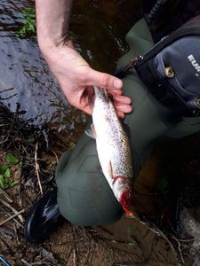 Rainbow Trout