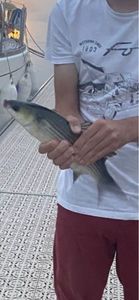 Thicklip Grey Mullet