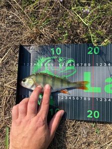 European Perch