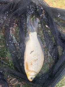 Crucian Carp