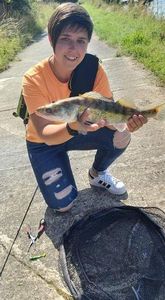Zander