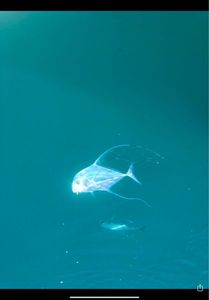 African Pompano