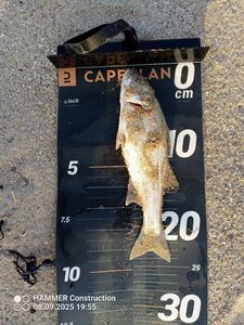 European Bass (Seabass)