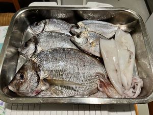 White Seabream