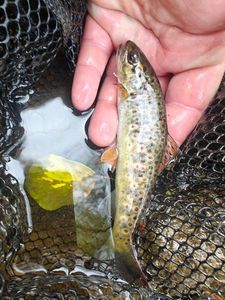 Brown Trout