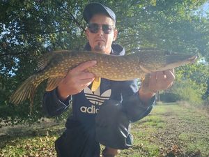 Northern Pike