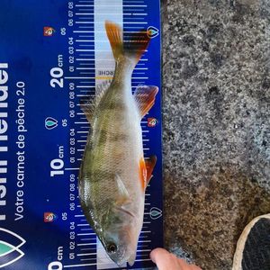 European Perch