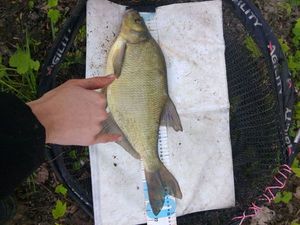 Common Bream