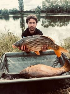 Common Carp