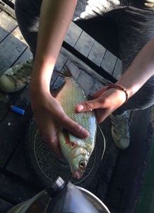 Common Bream