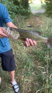 Largemouth Bass
