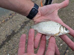 Crucian Carp