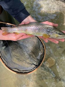 Brown Trout
