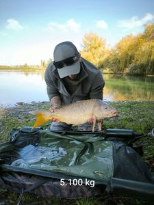Common Carp