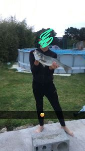 European Bass (Seabass)