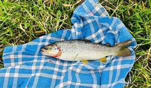Brown Trout