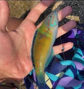 Ornate Wrasse