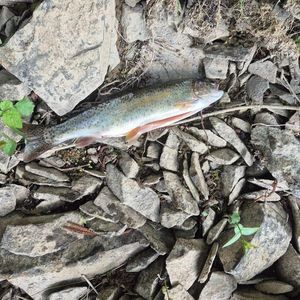 Rainbow Trout