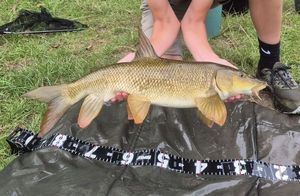 Barbel
