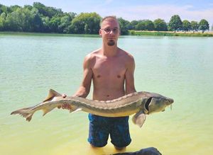Sturgeon