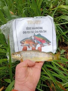 Brown Trout