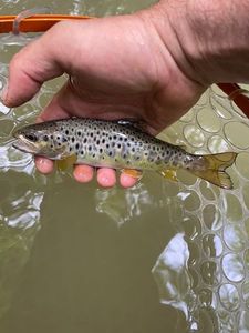 Brown Trout