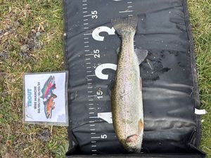 Rainbow Trout