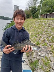 Zander