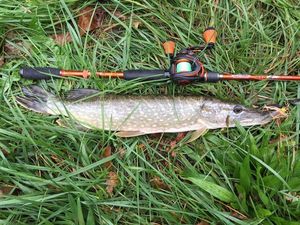 Northern Pike