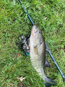 Largemouth Bass