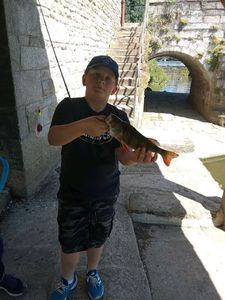 European Perch