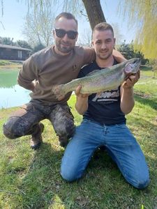 Rainbow Trout