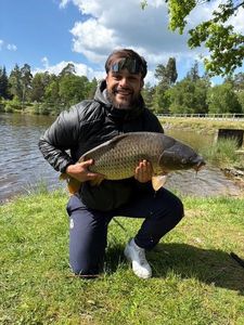 Common Carp