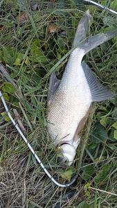 Common Bream