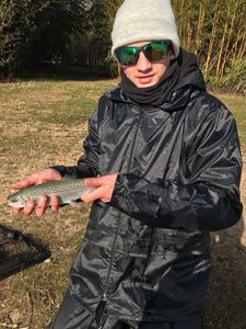 Rainbow Trout