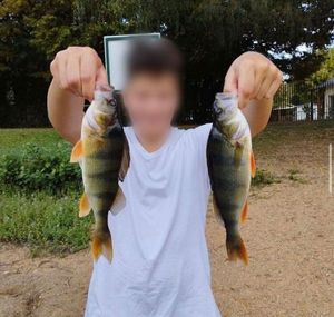 European Perch